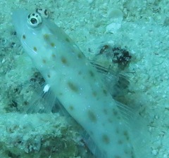 Ctenogobiops mitodes