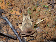 Rhinella castaneotica