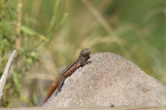 Liolaemus curicensis