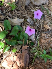 Ipomoea setifera