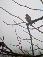 Haemorhous purpureus