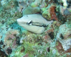 Aspidontus taeniatus