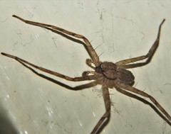 Selenops lindborgi