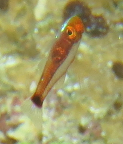 Nasal Dwarfgoby