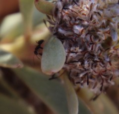 Camponotus angusticeps
