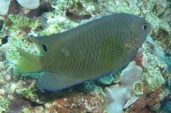 Pomacentrus spilotoceps