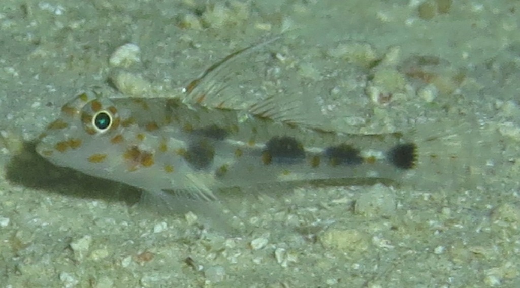 Blotched Goby