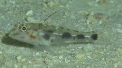 Fusigobius inframaculatus