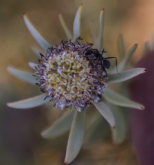 Camponotus angusticeps