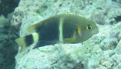 Chrysiptera leucopoma