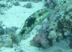 Halichoeres margaritaceus