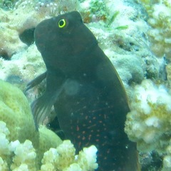 Cirripectes stigmaticus