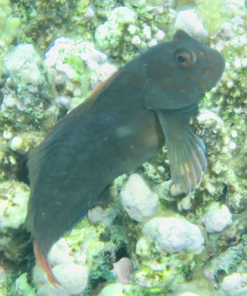 Chestnut blenny
