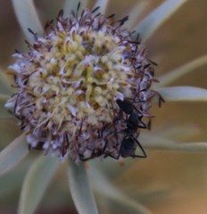 Camponotus angusticeps