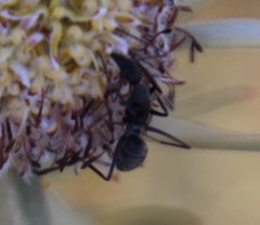 Camponotus angusticeps