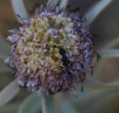 Camponotus angusticeps