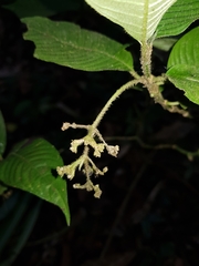 Palicourea acicularis