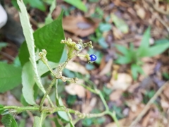 Palicourea acicularis
