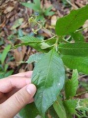 Palicourea acicularis