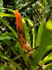 Guzmania berteroniana