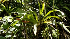 Guzmania berteroniana