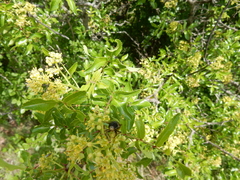 Zanthoxylum hirsutum