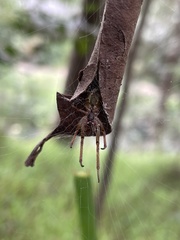 Phonognatha