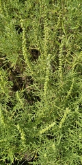 Ambrosia tenuifolia