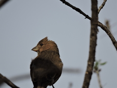 Haemorhous mexicanus