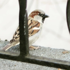 Passer domesticus