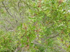 Zanthoxylum hirsutum