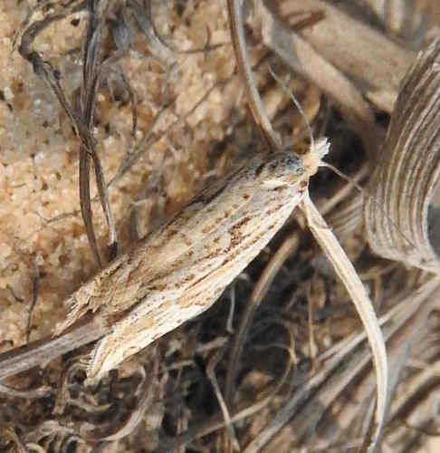 Eucosma montanana