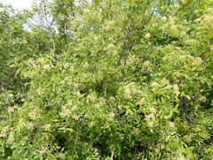 Zanthoxylum hirsutum