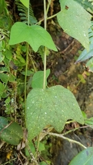 Passiflora sexflora