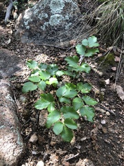 Tauschia arguta