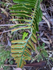 Polypodium pellucidum