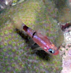 Apogon townsendi