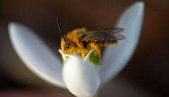 Andrena dunningi