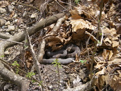 Nerodia sipedon