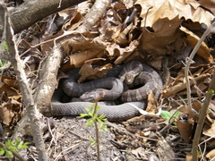 Nerodia sipedon