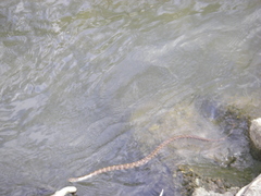 Nerodia sipedon