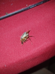 Serica atracapilla