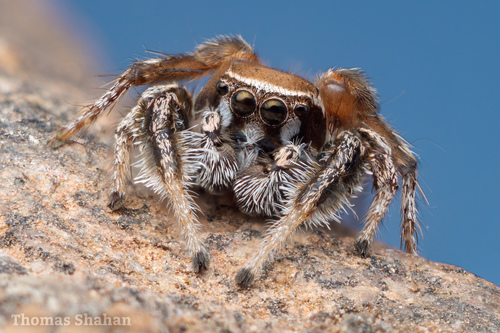 Habronattus clypeatus (Banks, 1895)