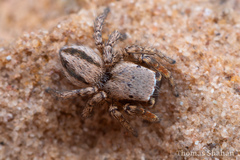 Habronattus altanus