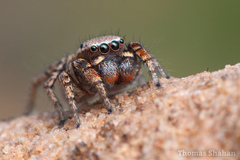 Habronattus altanus