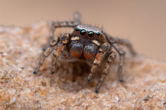 Habronattus altanus