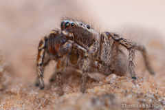 Habronattus altanus