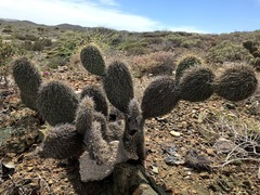 Opuntia pycnantha