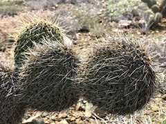 Opuntia pycnantha