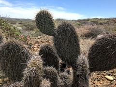 Opuntia pycnantha